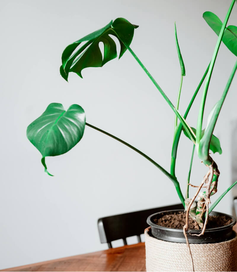 Green Plant - Image 2